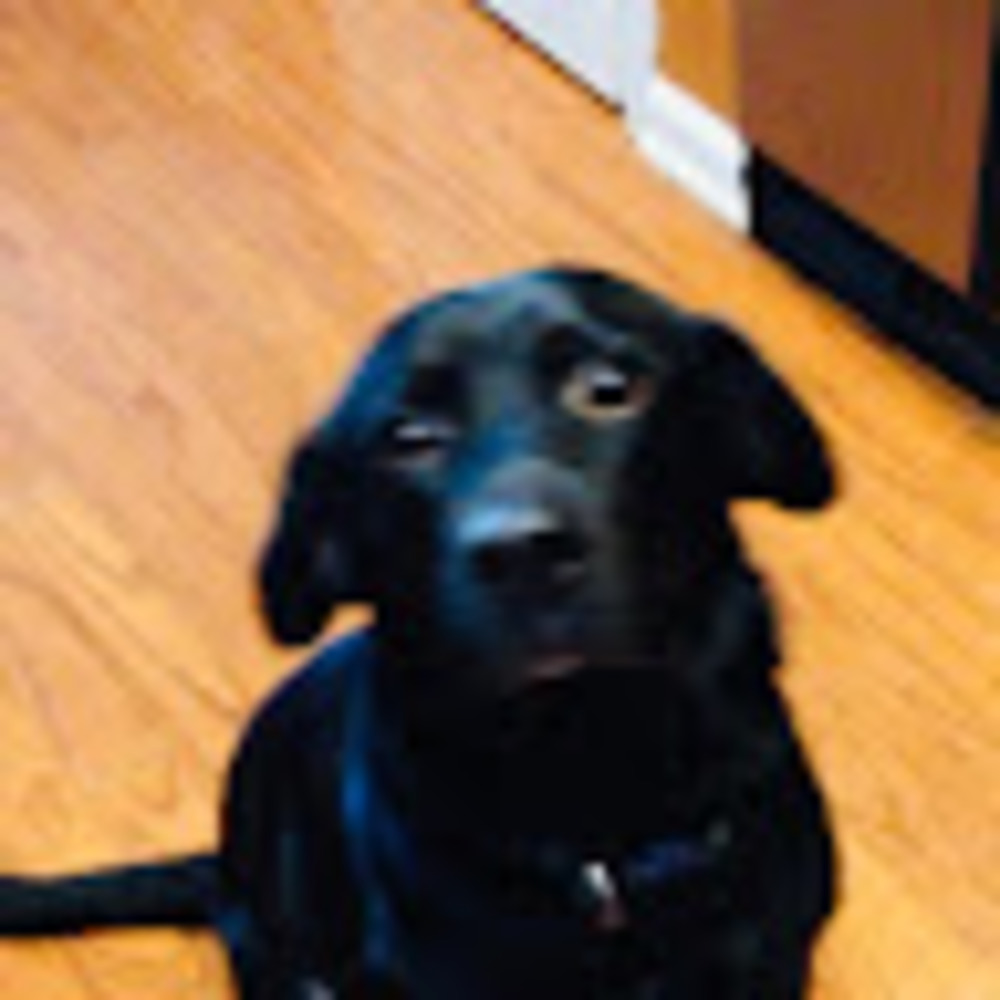 Meet your Posher, Alisha